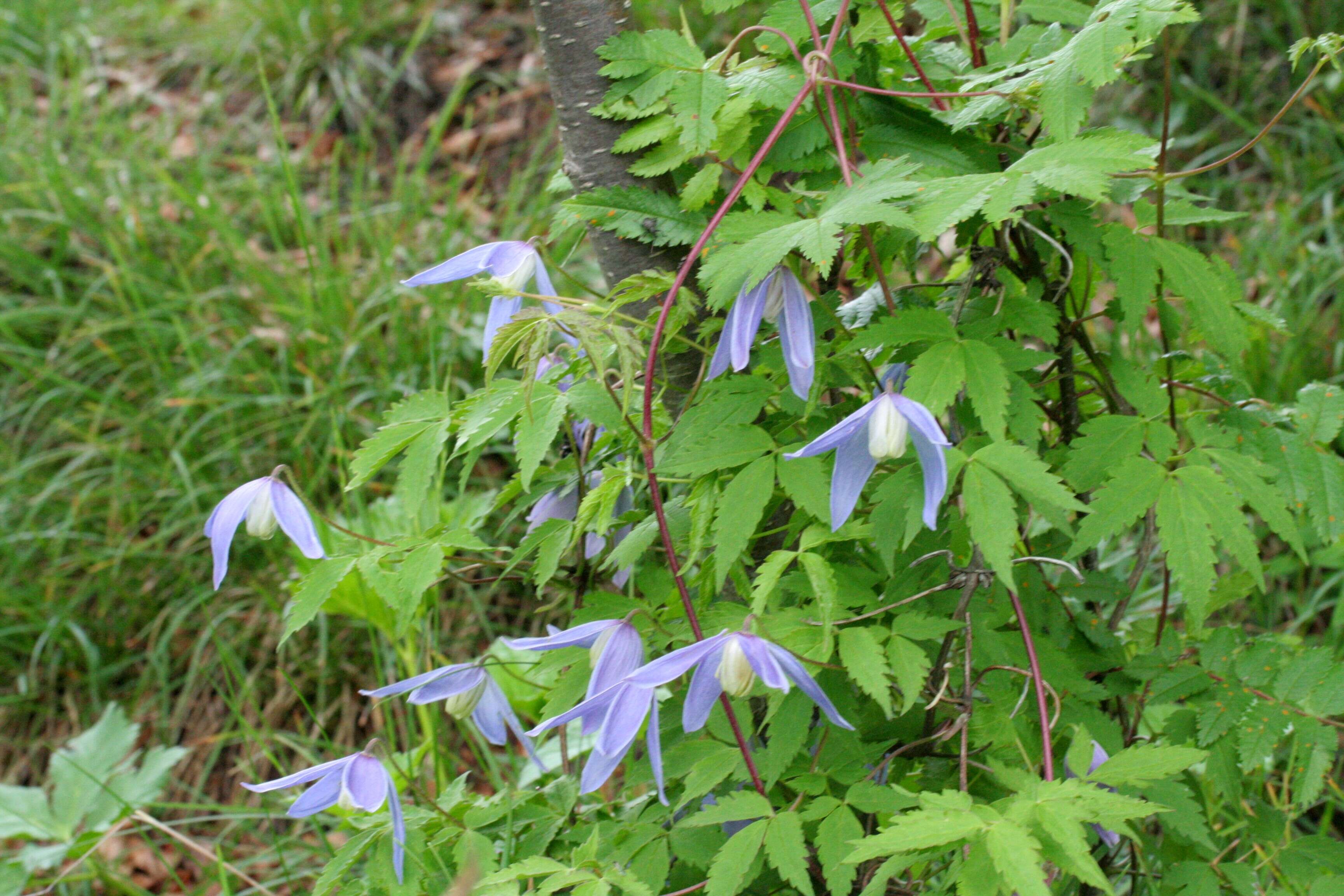 Image of alpine clematis