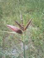 Image of Cyperus macranthus Boeckeler