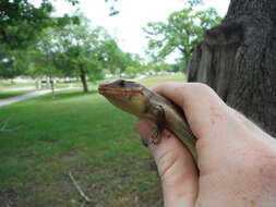 Слика од Plestiodon laticeps (Schneider 1801)