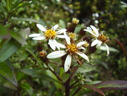 Image de Urostemon kirkii var. angustior (Allan) B. Nord.