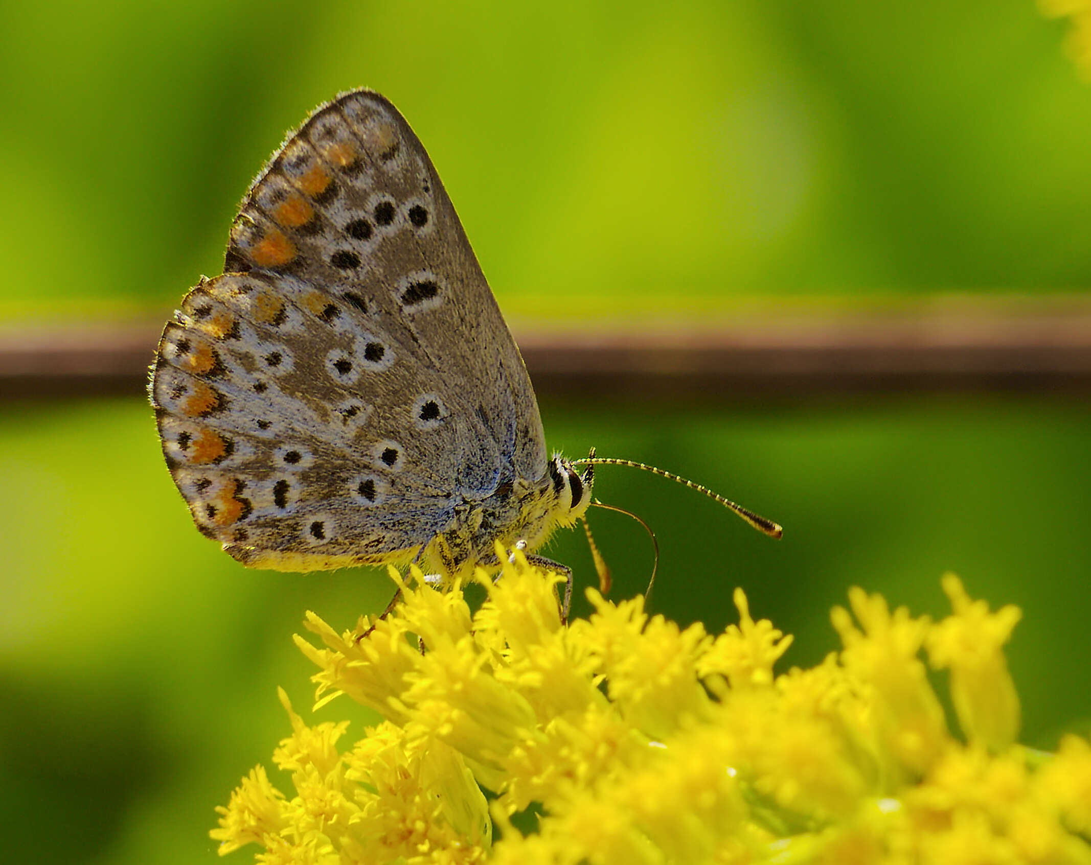 Image of brown argus