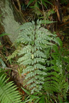 Image of Royal Spleenwort