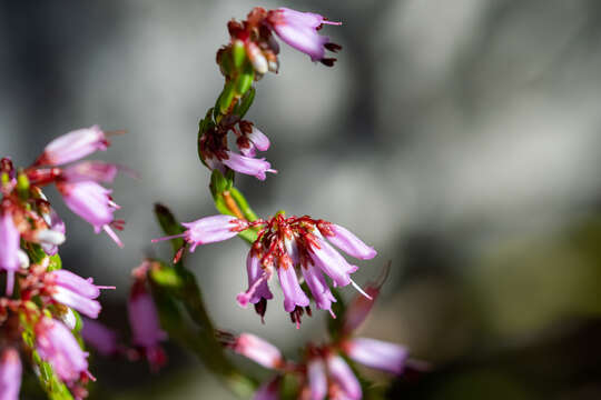 Image of Erica equisetifolia Salisb.