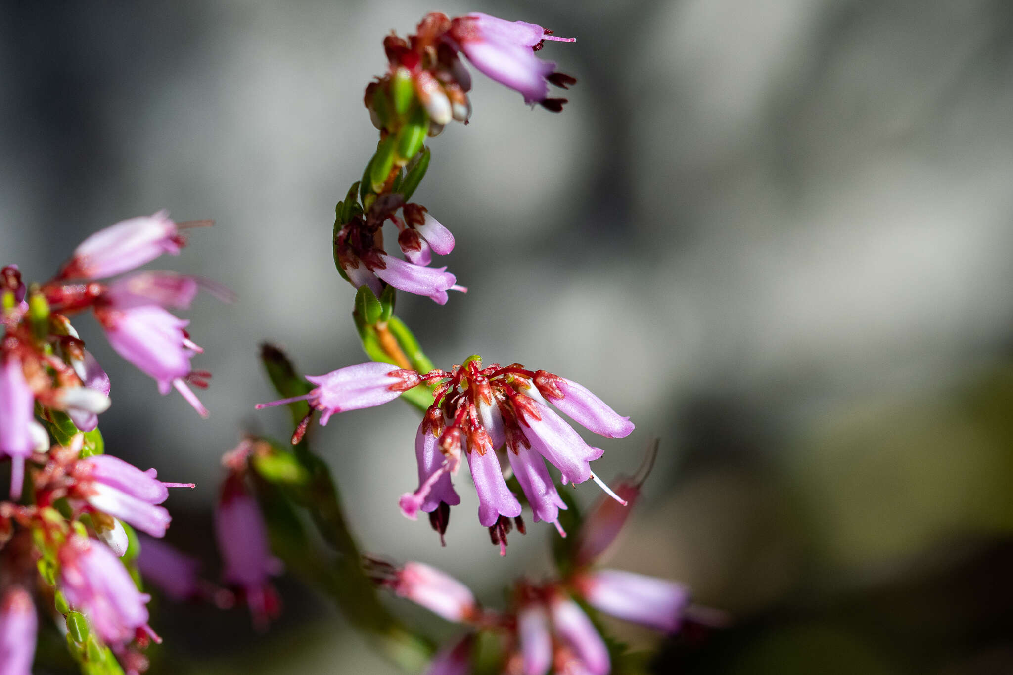 Imagem de Erica equisetifolia Salisb.