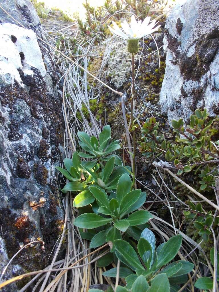 Image of Celmisia bonplandii (J. Buch.) Allan