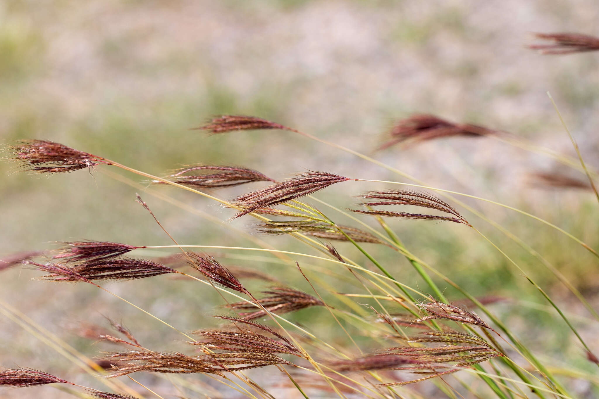 صورة Bothriochloa ewartiana (Domin) C. E. Hubb.