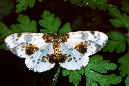 Image of clouded magpie