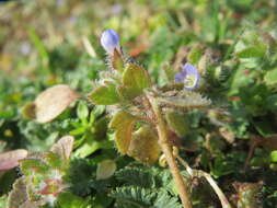 Image of ivy-leaved speedwell