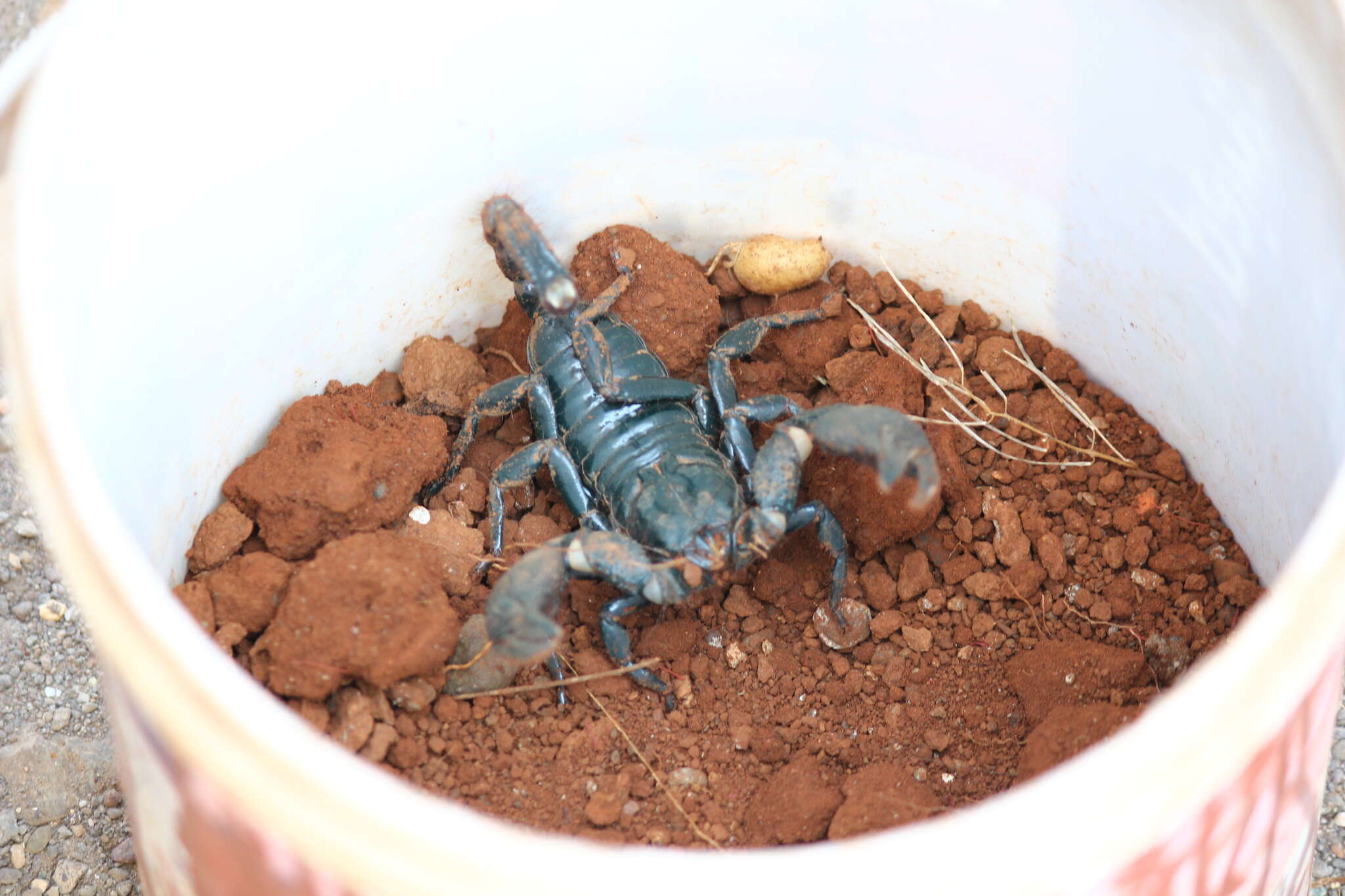 Deccanometrus phipsoni (Pocock 1893) resmi