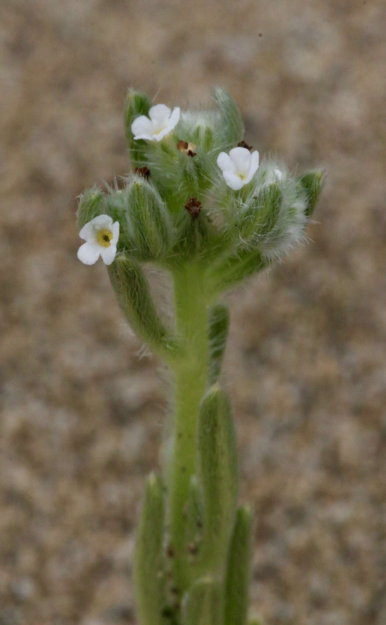 Sivun Cryptantha leiocarpa (Fisch. & C. A. Mey.) Greene kuva