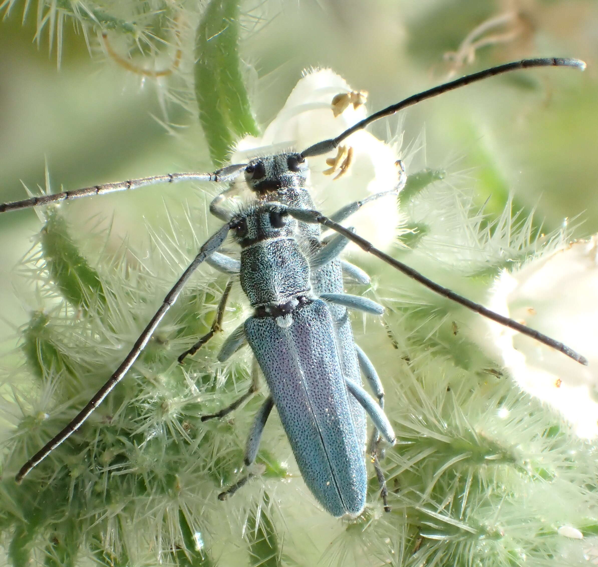 Image of Phytoecia (Opsilia) coerulescens (Scopoli 1763)