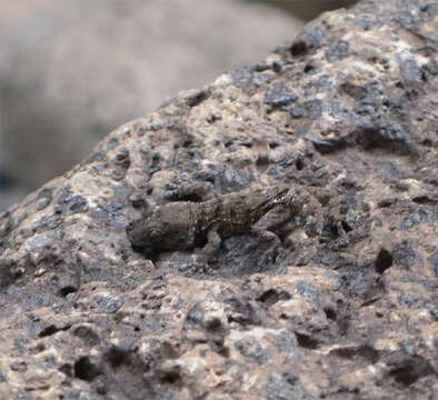 Image of Tenerife Gecko