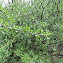 Image of Jatropha rzedowskii J. Jiménez Ram.