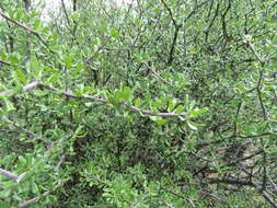 Image of Jatropha rzedowskii J. Jiménez Ram.