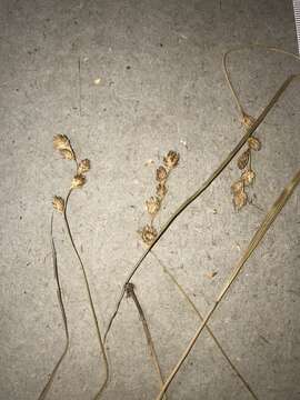 Image of Marsh Straw Sedge