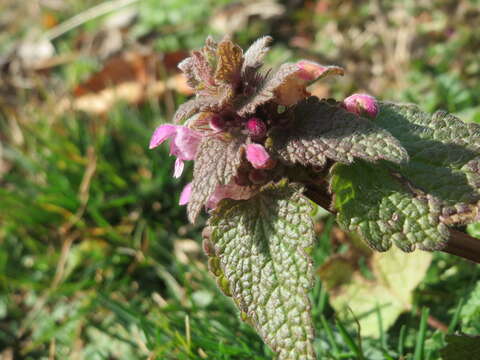 Image of purple archangel