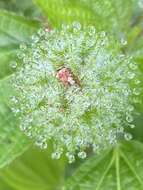 Image de Acalypha poiretii Spreng.