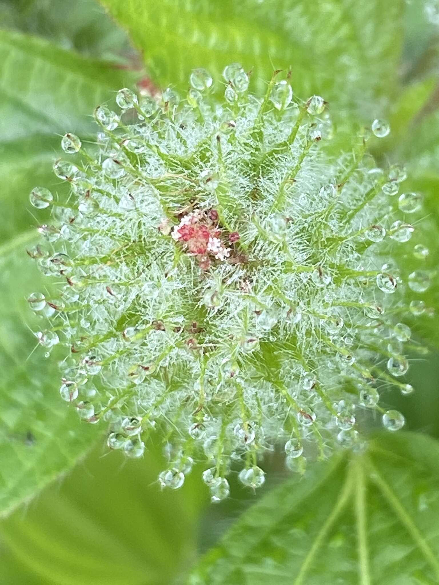 Image de Acalypha poiretii Spreng.