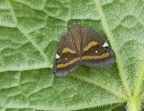 Image of Ricania obliqua (Walker 1851)