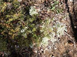 Image de Styphelia tenuiflora Benth.