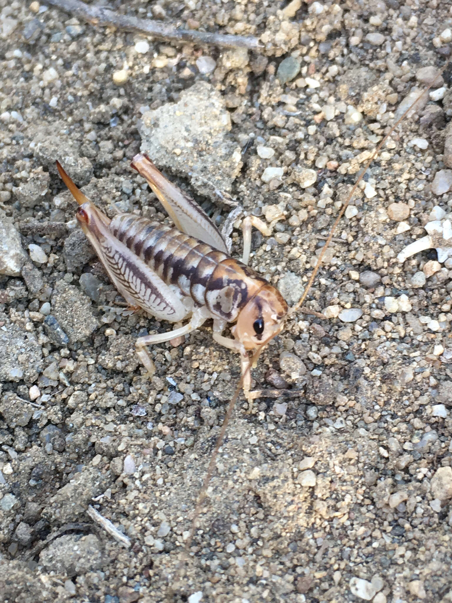 Image of Cnemotettix bifasciatus Rentz, D. C. F. & Weissman 1973