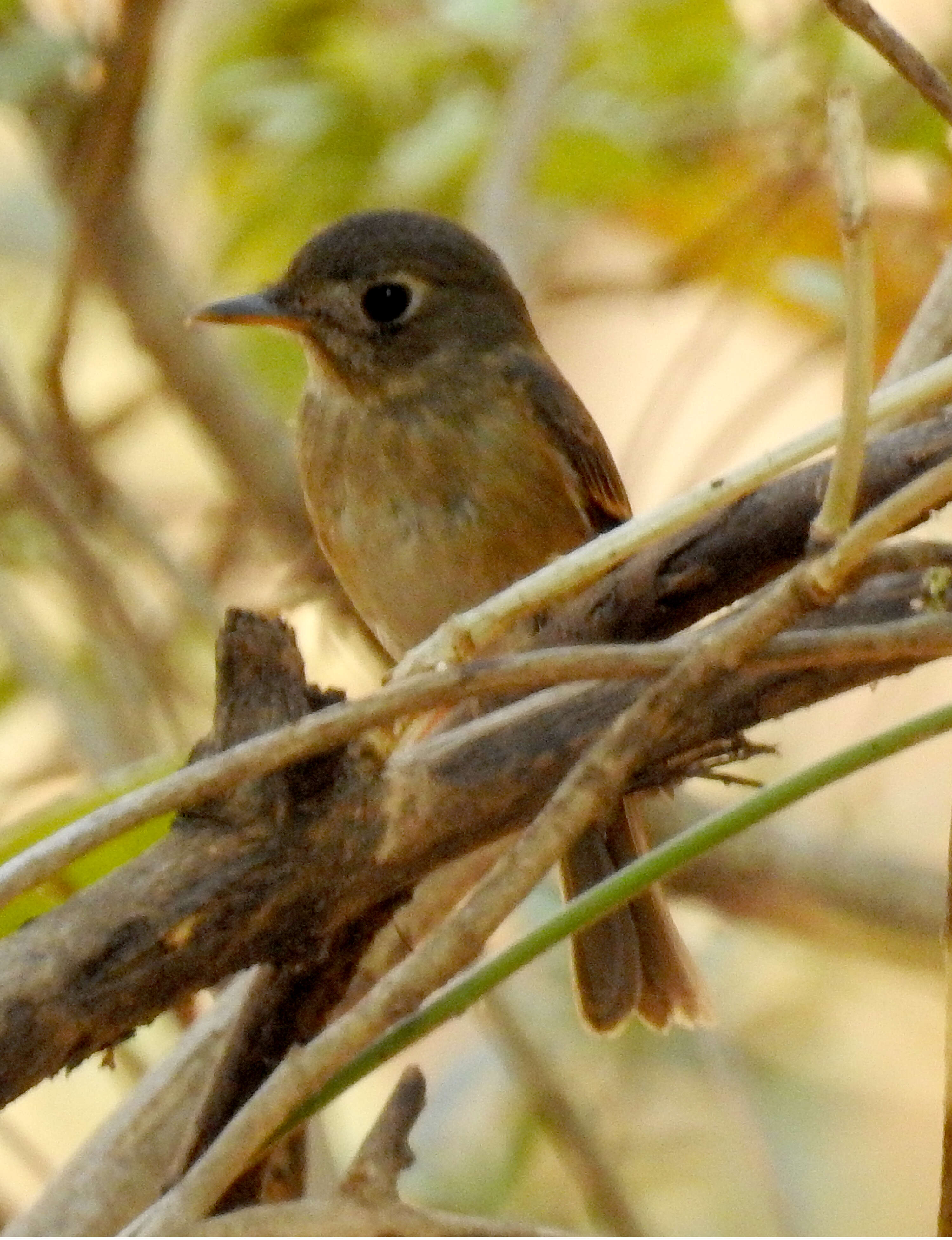 Image of Brown-breasted Flycatcher