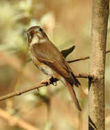 Image of Brown-breasted Flycatcher