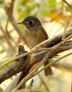 Image of Brown-breasted Flycatcher