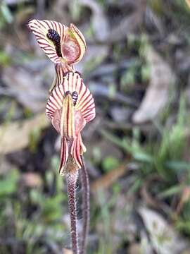 Caladenia cairnsiana F. Muell. resmi