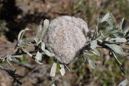 Image of Rhopalomyia medusirrasa Gagne 1983