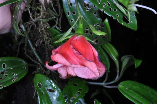 Imagem de Meriania purpurea (Sw.) Sw.