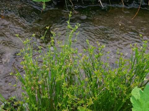 Juncus prismatocarpus subsp. leschenaultii (Gay ex Laharpe) Kirschner resmi