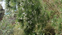 Image of Psoralea elegans