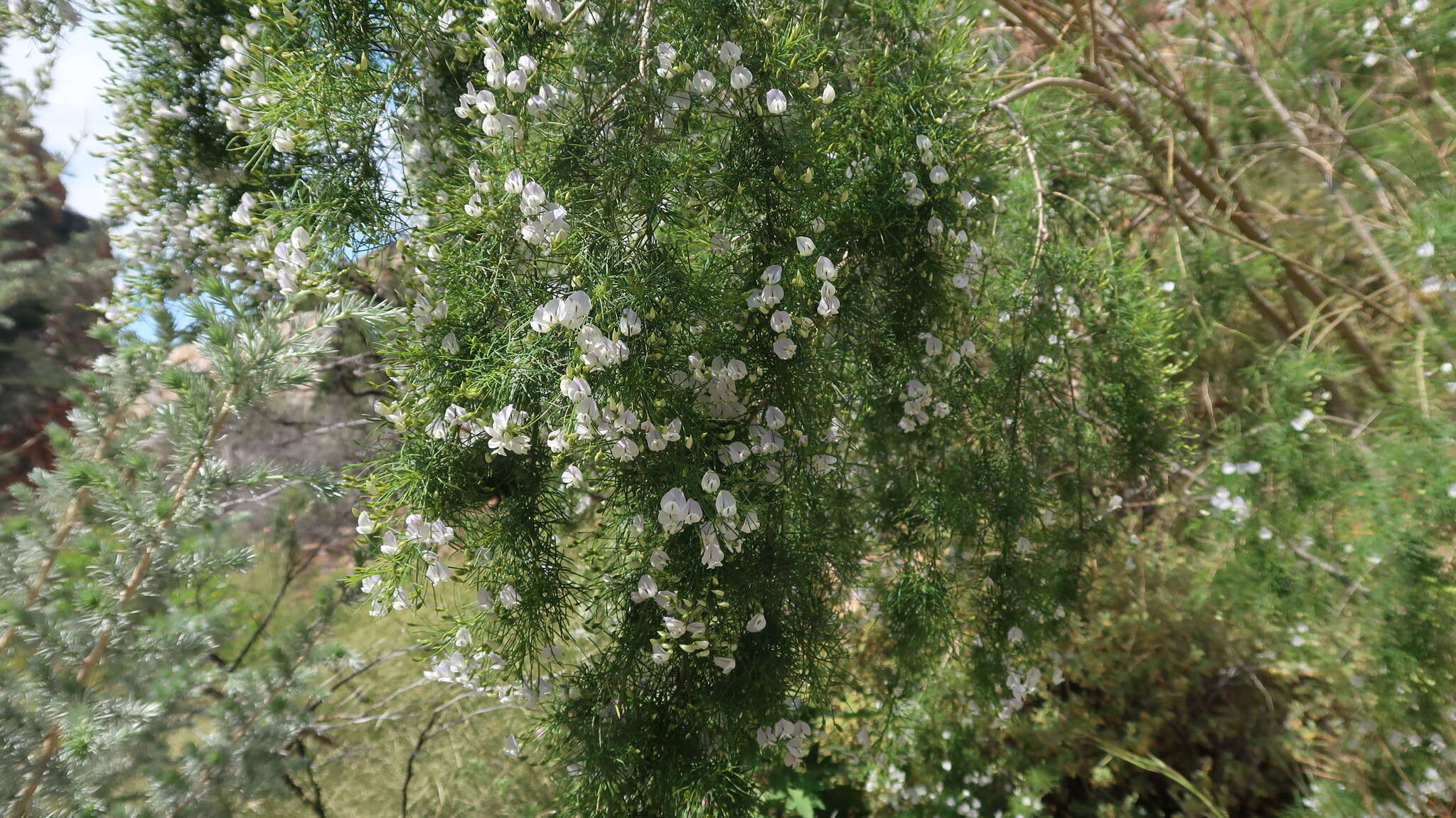 Image de Psoralea elegans