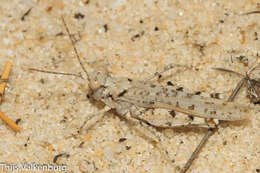 Image of Algarve Sand Grasshopper