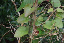 Image of Aristolochia liukiuensis Hatusima