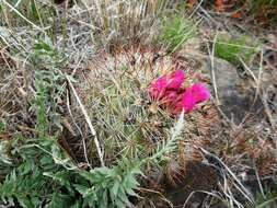 Image of Simpson's Hedgehog Cactus