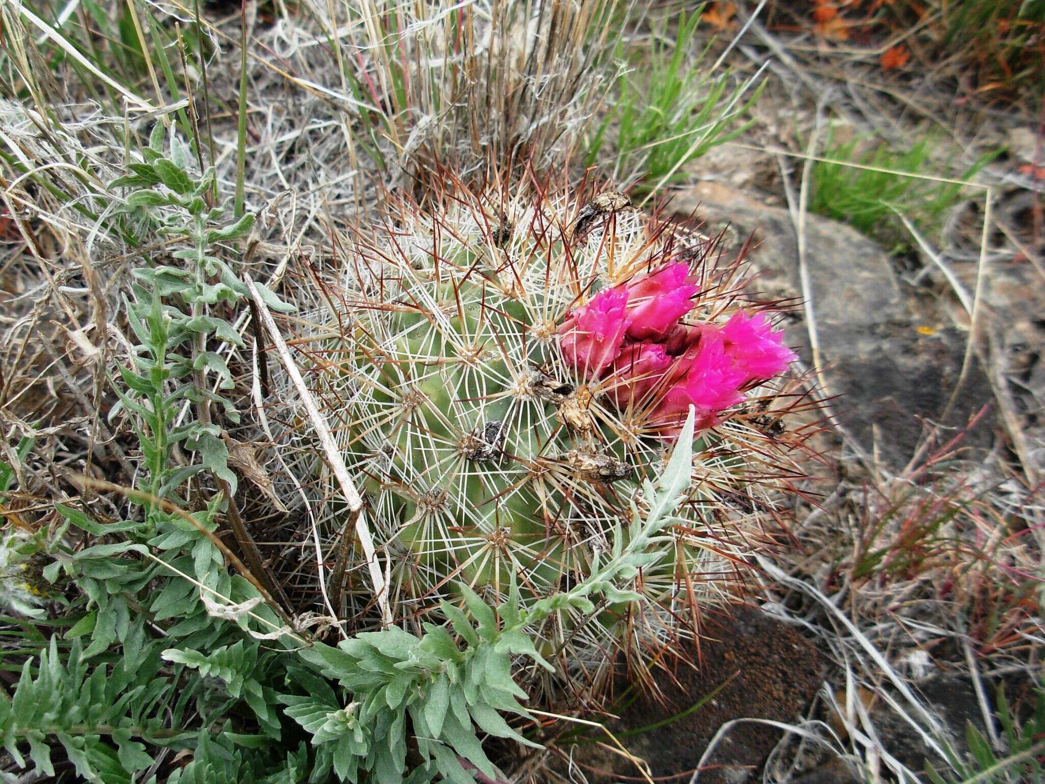 Image of Simpson's Hedgehog Cactus