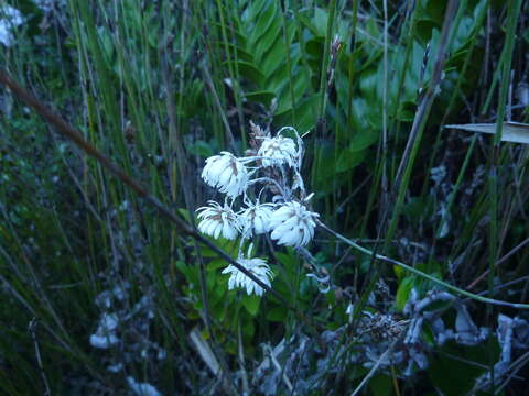 Plancia ëd Anaphalioides hookeri (Allan) A. A. Anderberg