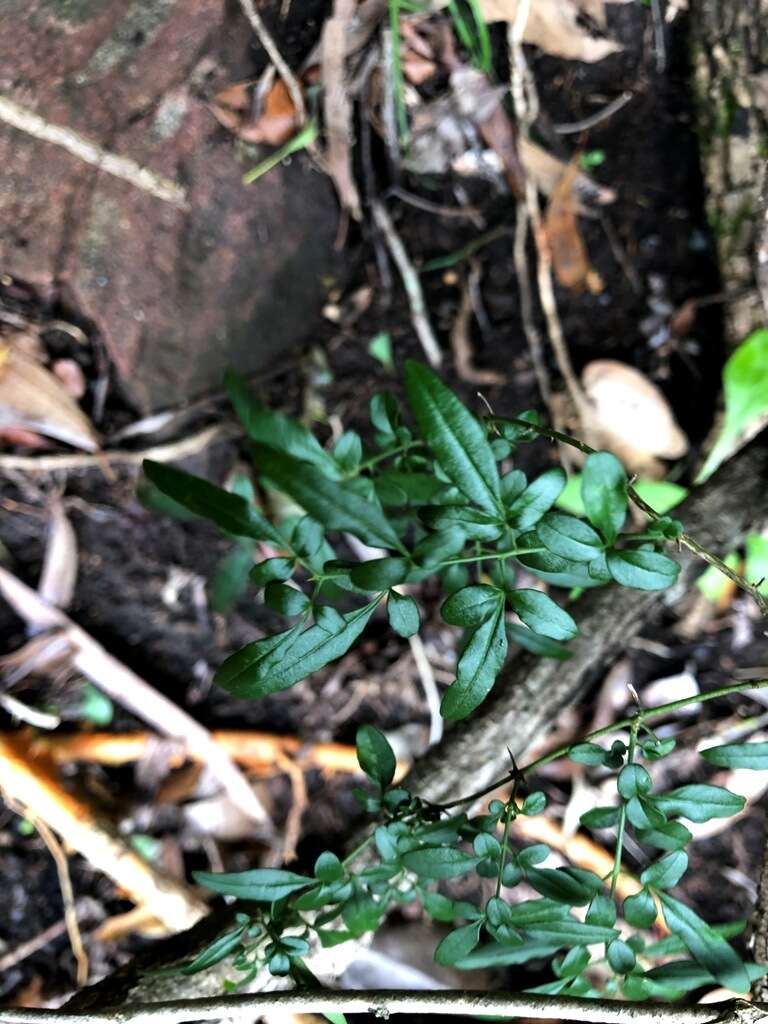 صورة Jasminum didymum subsp. racemosum (F. Muell.) P. S. Green