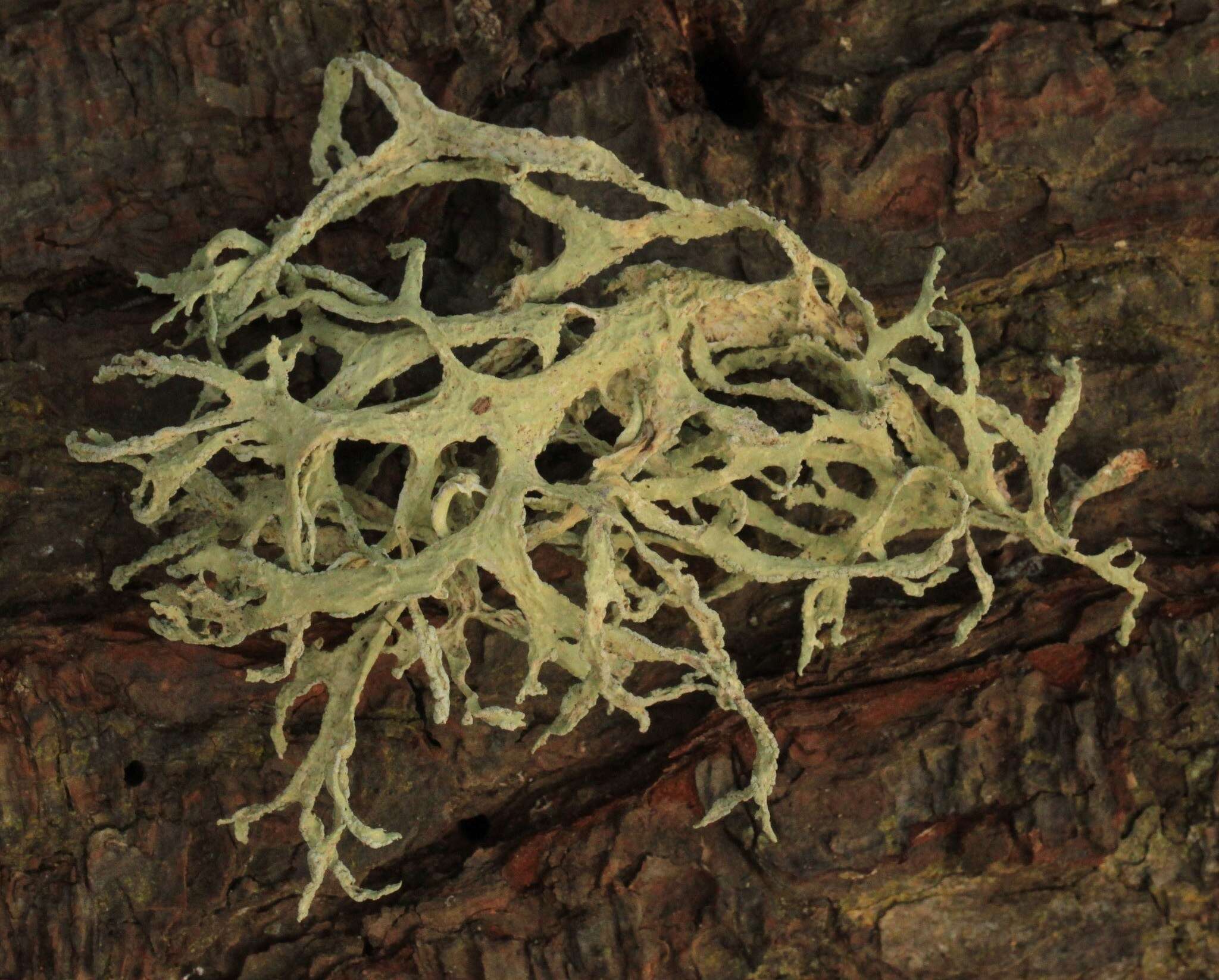 Image of ring lichen