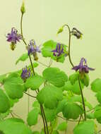 Aquilegia grata Zimmeter的圖片