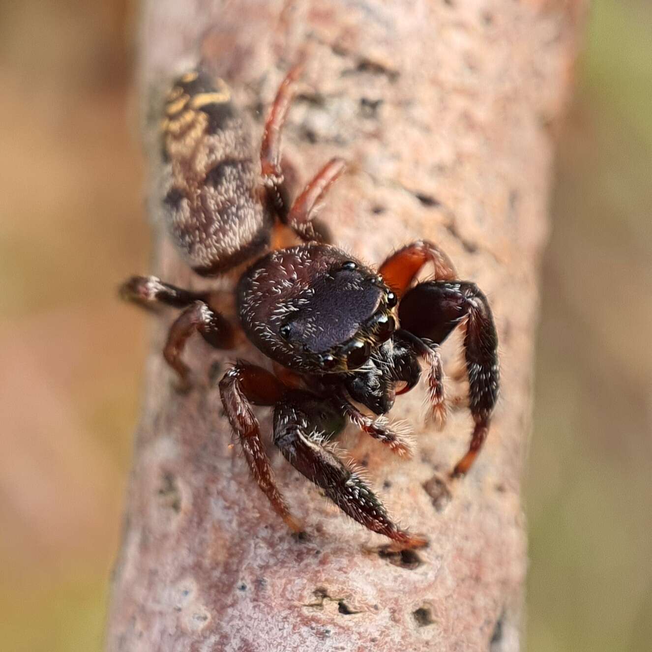 Image of Pungalina plurilineata Richardson 2016