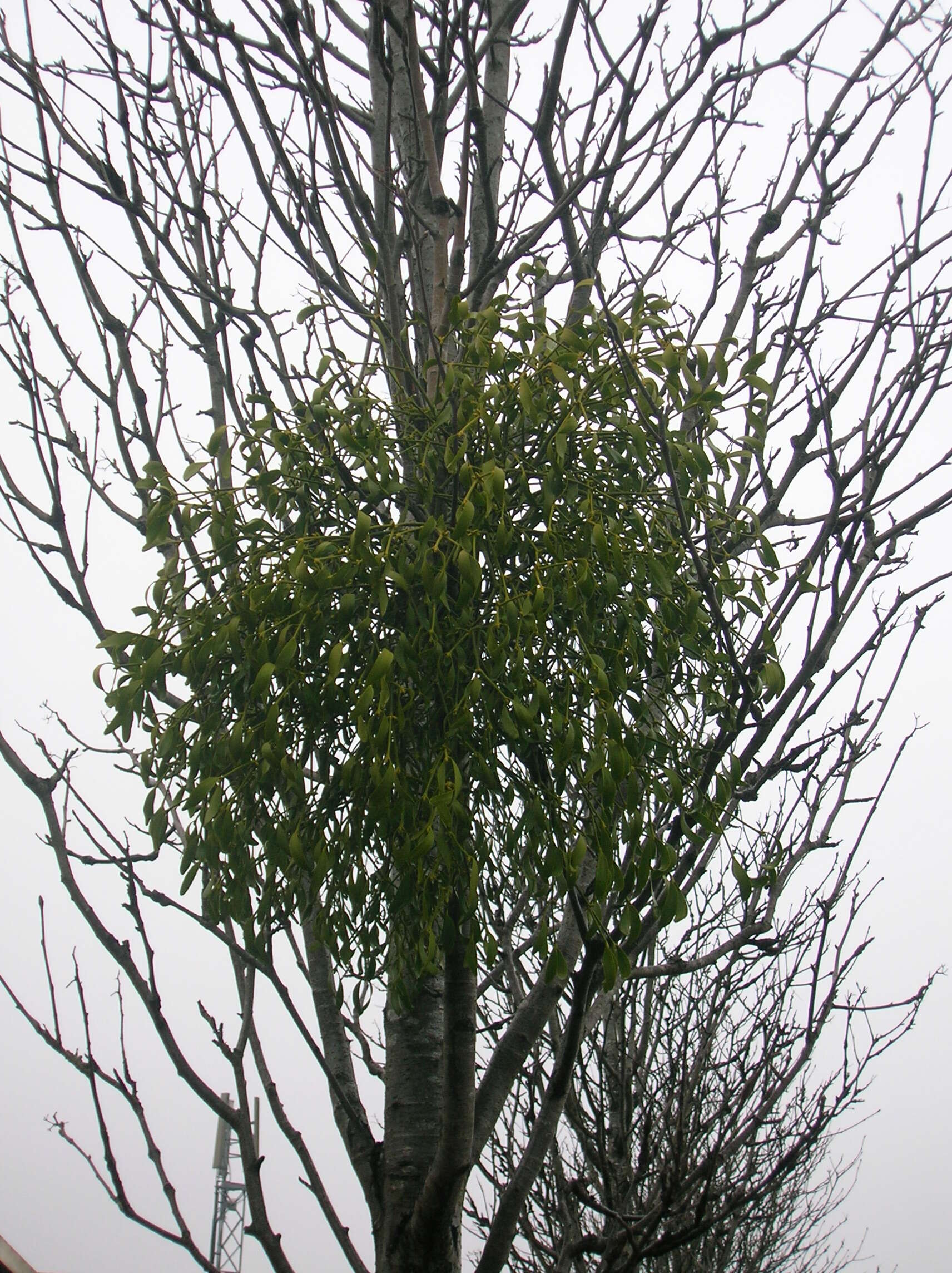 Image of European mistletoe