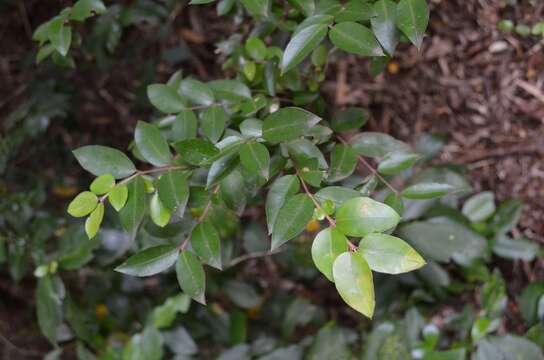 Image de Amomyrtus luma (Molina) D. Legrand & Kausel