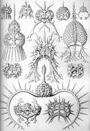 Image of Radiolaria