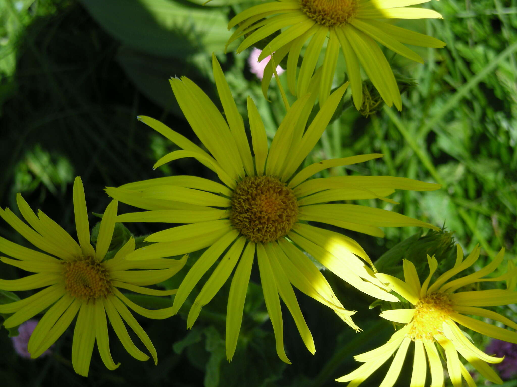 Слика од Doronicum macrophyllum Fisch.