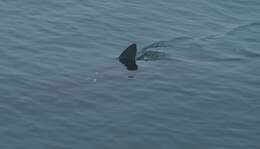 Image of Salmon Shark