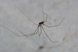 Image of Round-bodied Daddy-long-leg