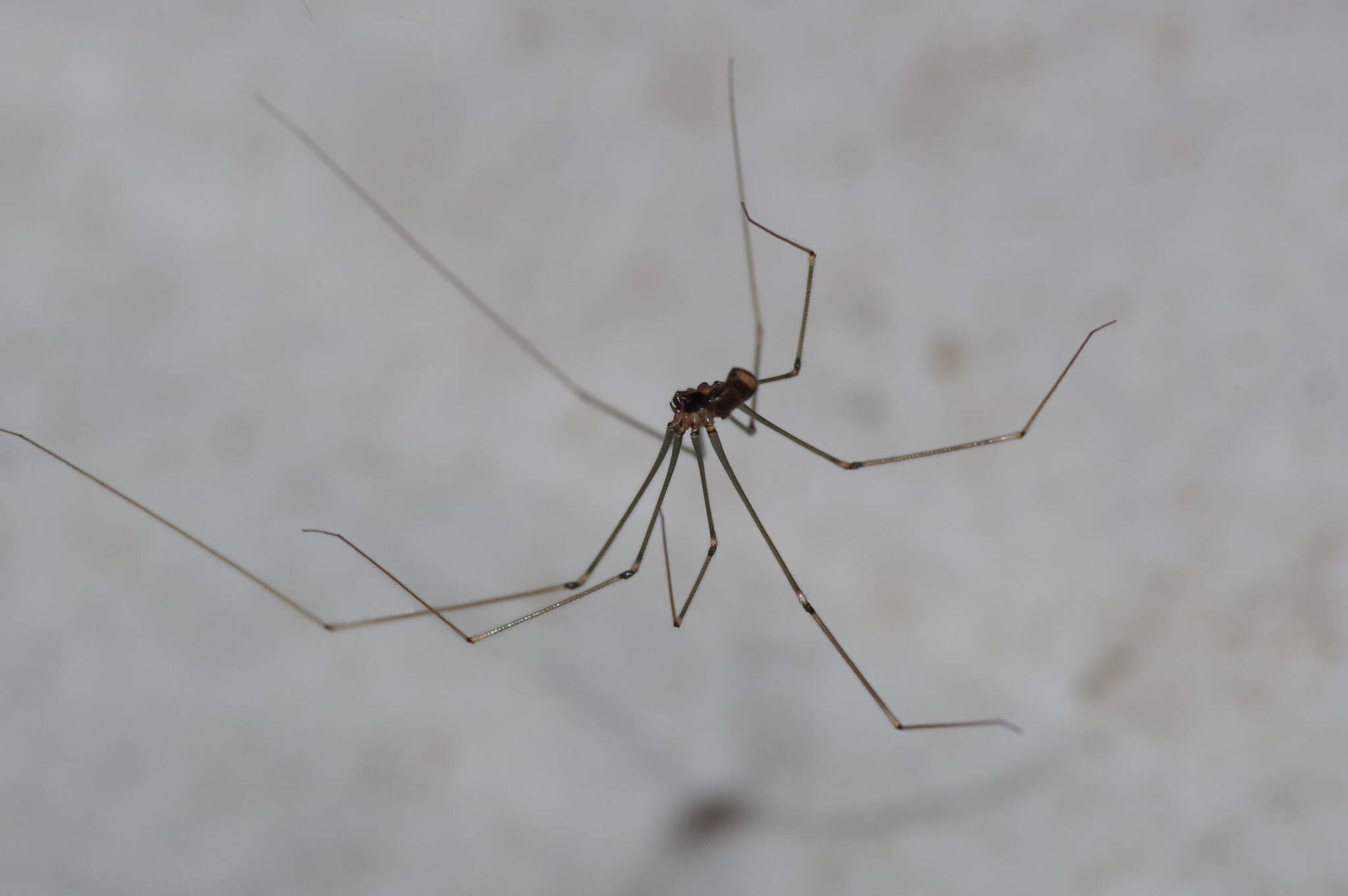 Image of Round-bodied Daddy-long-leg